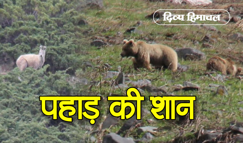 DivyaHimachal's tweet photo. कस्तूरी मृग और भूरे भालू ने बढ़ाई चंबा की शान
#kasturiMrig #BrownBeer #Chamba #HimachalPradesh #HpForest #divyahimachaltv
https://t.co/VAQIpY4C23
और ख़बरों के लिए इस लिंक पर क्लिक करें | For more news, please visit : https://t.co/sM0DyhpSbW https://t.co/9ERgCqPpF9