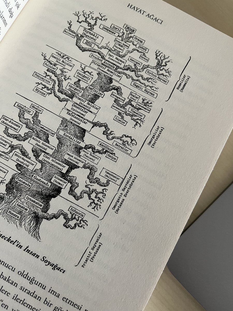 ichjsan's tweet photo. I'm interested in reading about history. recently, I saw this book on my feed. It examines the evolution of the brain and behavior from primitive organisms to modern humans. the book also features a visual art concept, reminiscent of late 19th-century biological illustrations. https://t.co/VA9p5mS5aB