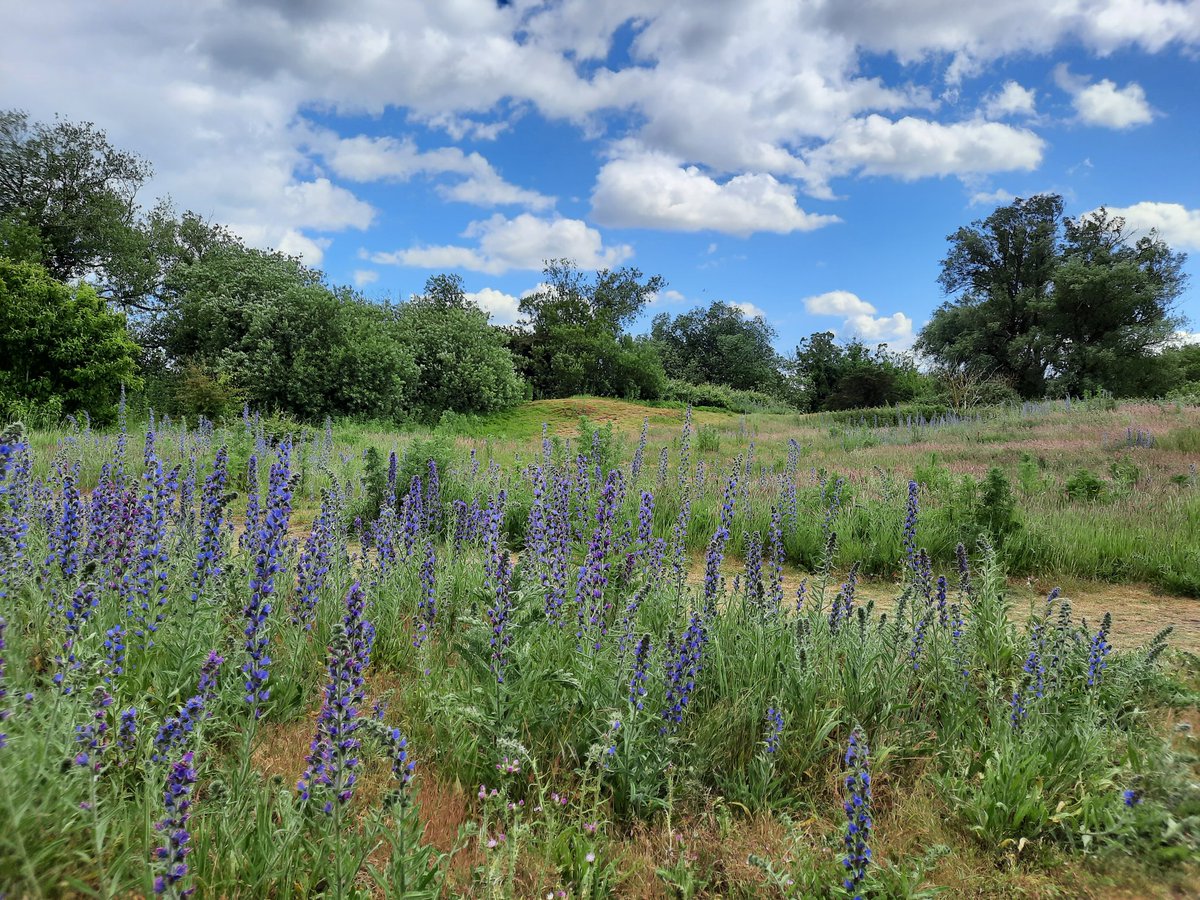 What a gorgeous display of wildflowers! The recent rain has resulted in a particularly vibrant burst of colour across the nature reserves we manage on the Romney Marsh. <a href="/BSBIbotany/">BSBI: Botanical Society of Britain & Ireland</a> <a href="/NaturalEngland/">Natural England</a> <a href="/fstonehythedc/">Folkestone & Hythe District Council</a> #Wildflowers #NatureIsBeautiful #RomneyMarsh #Kent