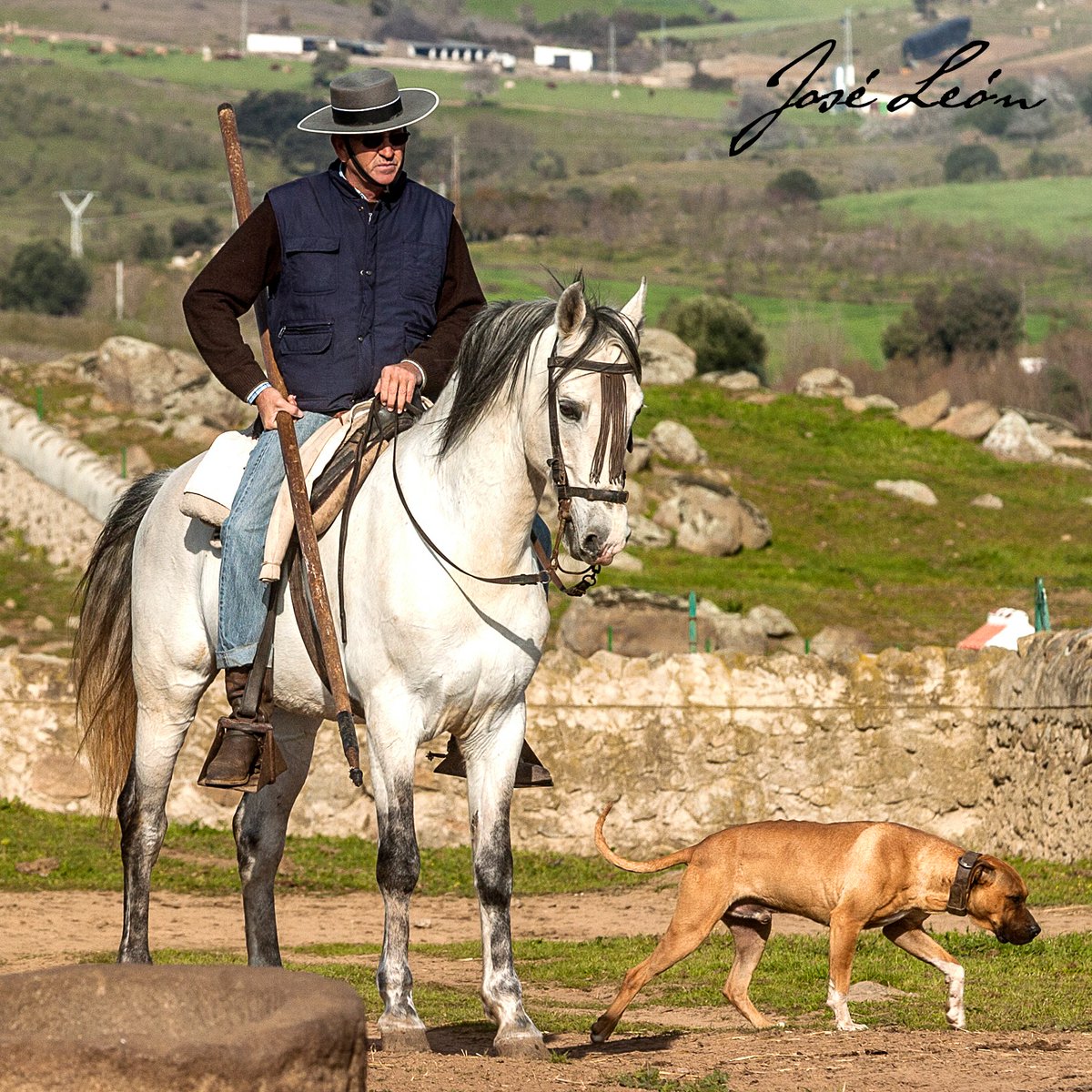 "La brisa alertó a mi jaca
con olor a toro bravo
Mientras mis perros latían
al entrar por el cerrao
Sobre una nube de polvo
dos utreros se pelean
Que luchan a vida o muerte
con celos de primavera
Guárdate del que le pegan
se ha apartao de la camá..."

joseleon.tv