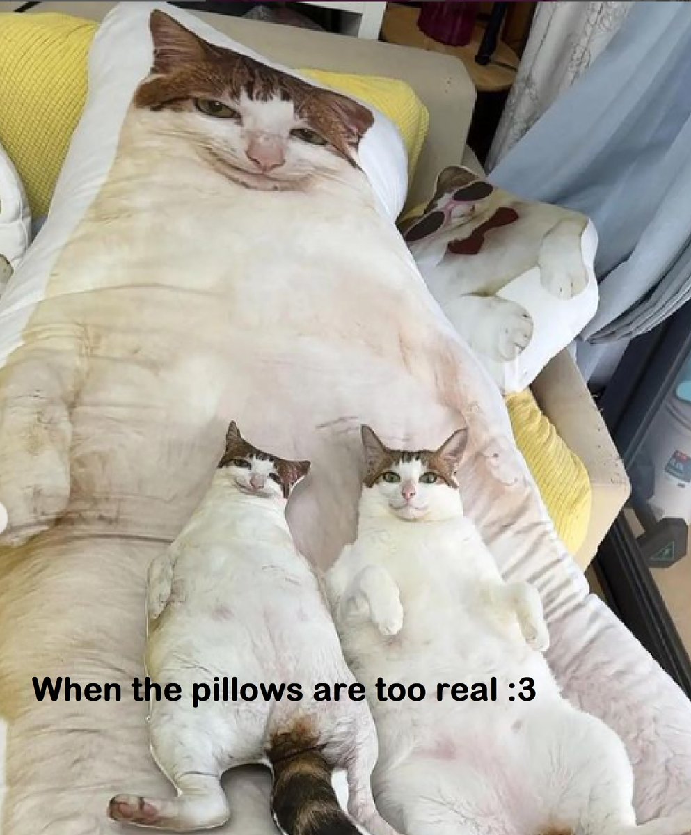 CatMemes's tweet photo. https://t.co/taRYQCXhvB