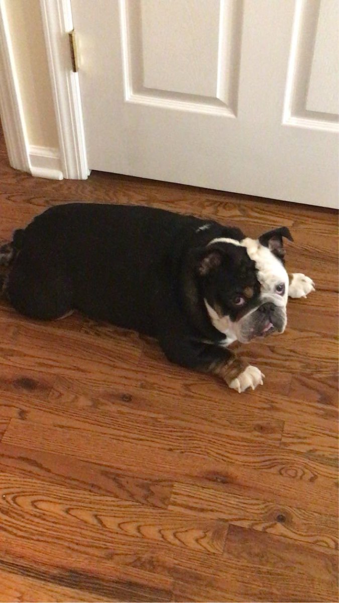 Zxnsetsu's tweet photo. fly high my little buddy i love u 💔 https://t.co/TpBJg0sxHZ