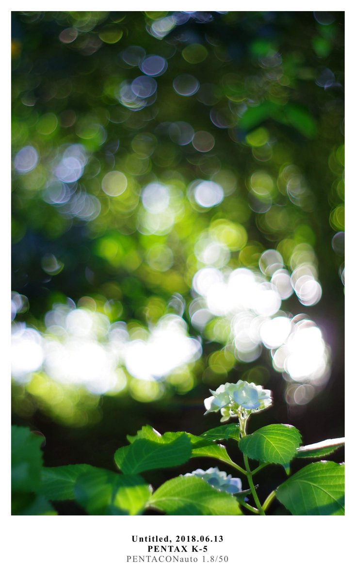 momotuyon's tweet photo. こんばんは
写真は過去の6月13日のもの
レンズは #PENTACONauto 1.8/50
分かり易いオールドレンズっぽい写りが好きだったけど、他のレンズの下取りに出した
#pentax #k_5 https://t.co/fDfh3r9yVY