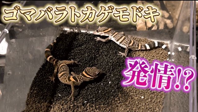 okkun_reptiles's tweet photo. 動画upしました👀✨
#ゴマバラトカゲモドキ #ゴニウロ #goniurosaurus #luii
悪魔のようなヤモリを増やしたい
https://t.co/ooRi8fnB0F https://t.co/38eP1CEzqu