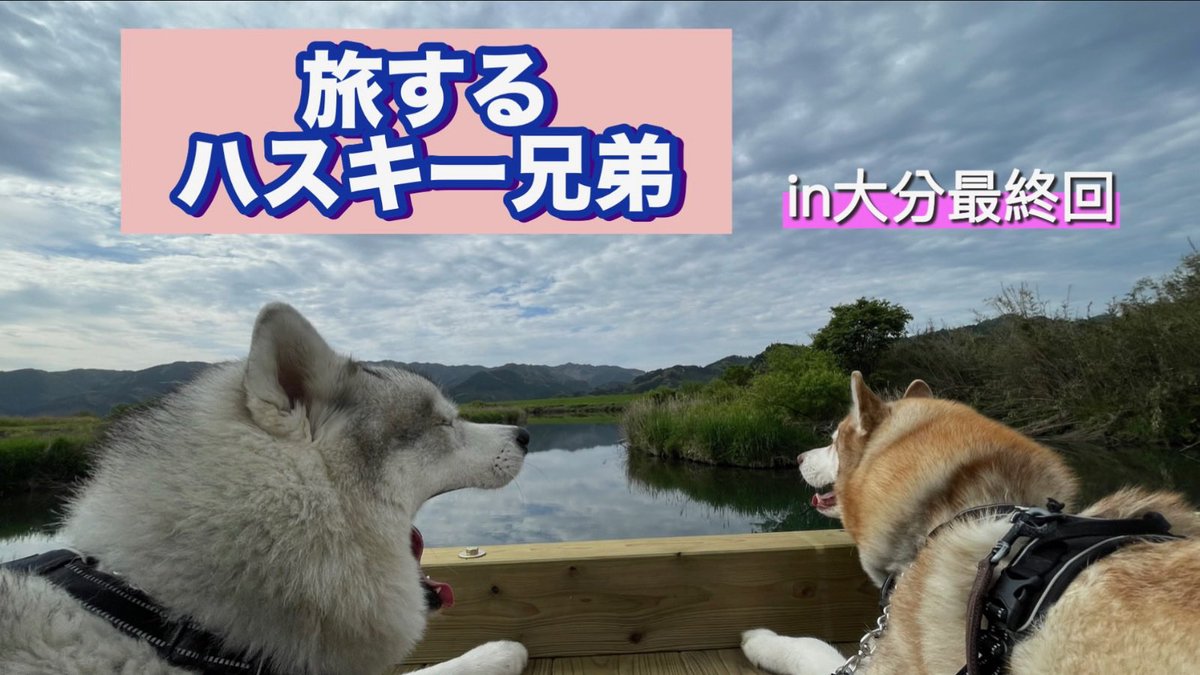 cx_reh's tweet photo. 【大型犬と旅する５０代夫婦】佐伯市！お腹いっぱい胸いっぱい！ https://t.co/h7mqMFAxDa @YouTubeより　#ハスキー犬　#佐���市　#犬と旅 https://t.co/zqIFEvYhb1