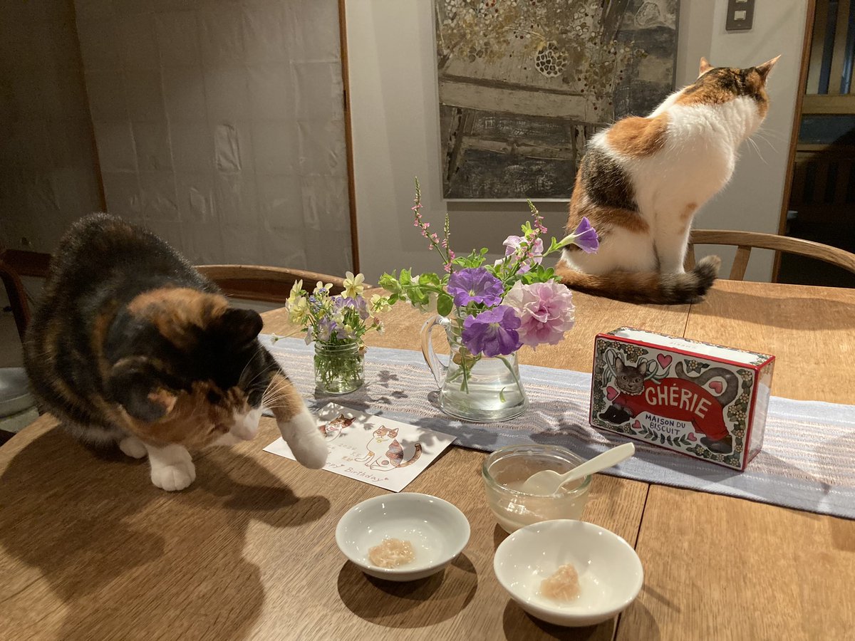 maya_szk's tweet photo. 遅ればせながら、四歳のお誕生日を手作り猫おやつで祝いました🎉✨
ツムちゃん得意のチョイチョイ🐾
サラちゃんはゆっくり
#三毛猫
#縞三毛
#縞三毛猫更紗と三毛猫紬 https://t.co/OV1lElBhZY