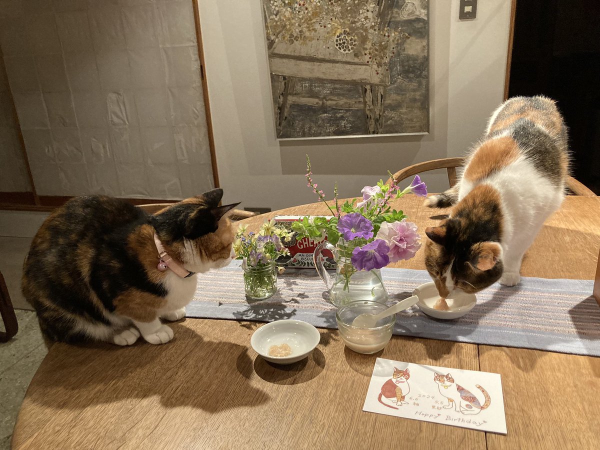 maya_szk's tweet photo. 遅ればせながら、四歳のお誕生日を手作り猫おやつで祝いました🎉✨
ツムちゃん得意のチョイチョイ🐾
サラちゃんはゆっくり
#三毛猫
#縞三毛
#縞三毛猫更紗と三毛猫紬 https://t.co/OV1lElBhZY