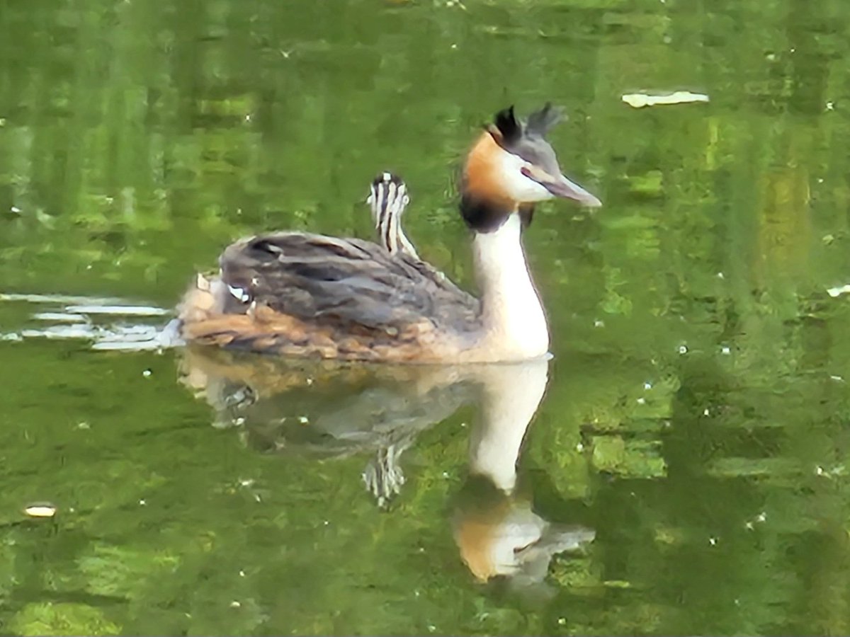 Tushar Banerjee tweet media