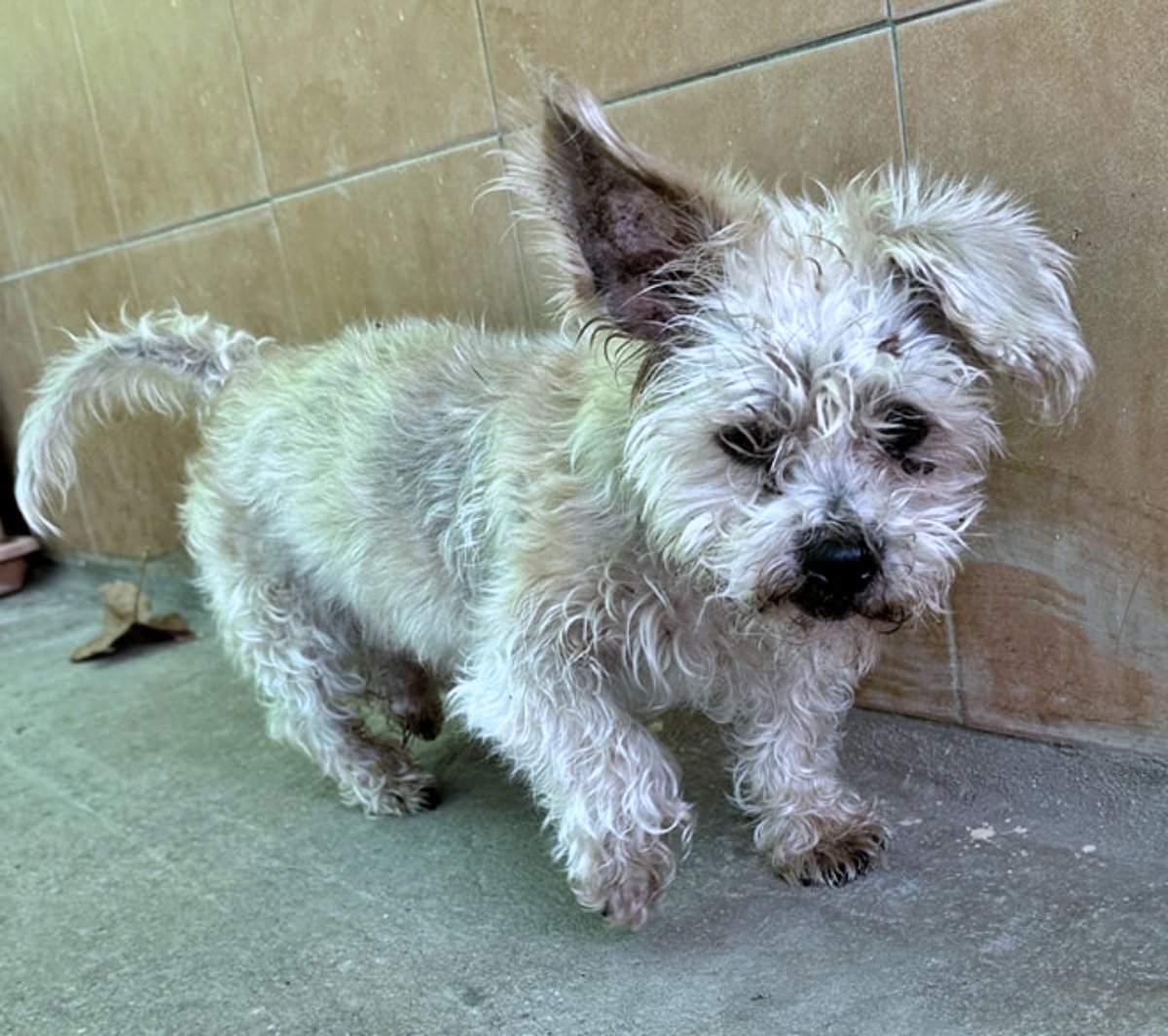 SosAbuelos1's tweet photo. Solo #Málaga
Contacto; geriatrico@protectormalaga.com
A sus 10 años, #CURRITO llegó a la prote en un estado horrible! No queremos ni imaginar que habrá vivido este chiquitín!!
Necesitamos que encuentre un hogar lo antes posible. Tiene las piernecitas muy mal por la artrosis y la prote no es el sitio adecuado... Merece un hogar donde, al menos, lo quieran y cuiden.
Es sociable con otros peludines.