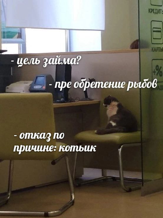 cats, i love cats tweet media
