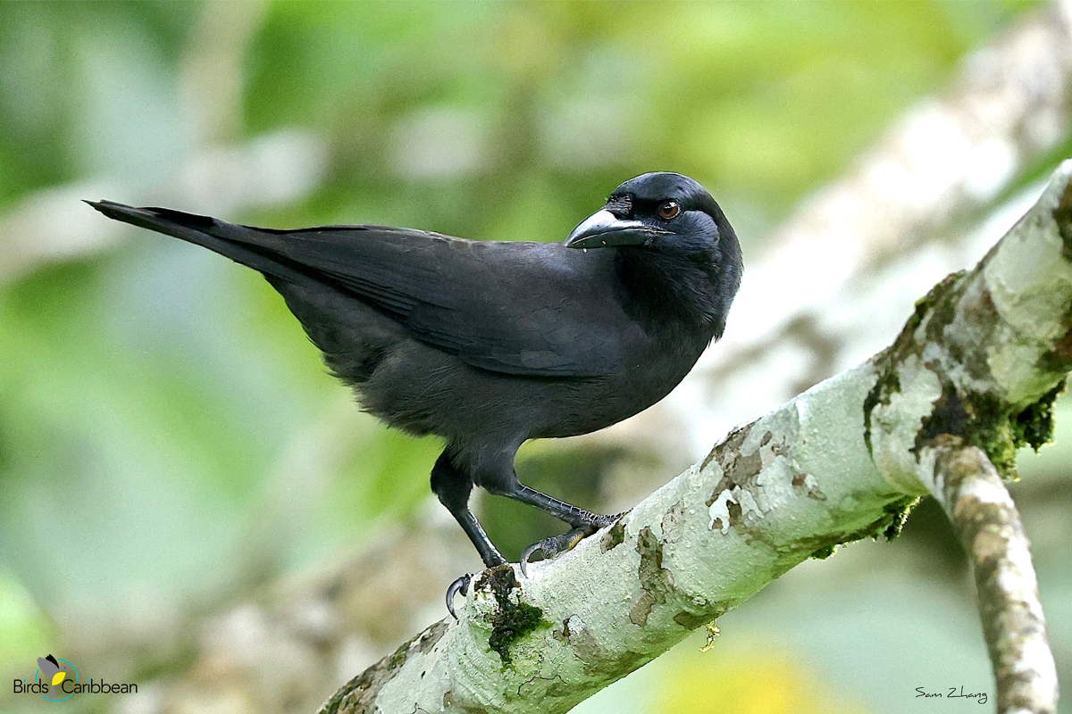 BirdsCaribbean's tweet photo. Endemic Bird of the Day, Day 157! 🦩🦉🦜 The only species of crow on Jamaica–the Jamaican Crow! 🇯🇲
For more feathery facts, free activities🧩 and coloring page visit 👉🏽 https://t.co/mBUBv0zdHs
#CEBF #ProtectInsectsProtectBirds
@DamionWhyte8 @Petchary @Birdlifejamaica https://t.co/NZXXPPlmDD