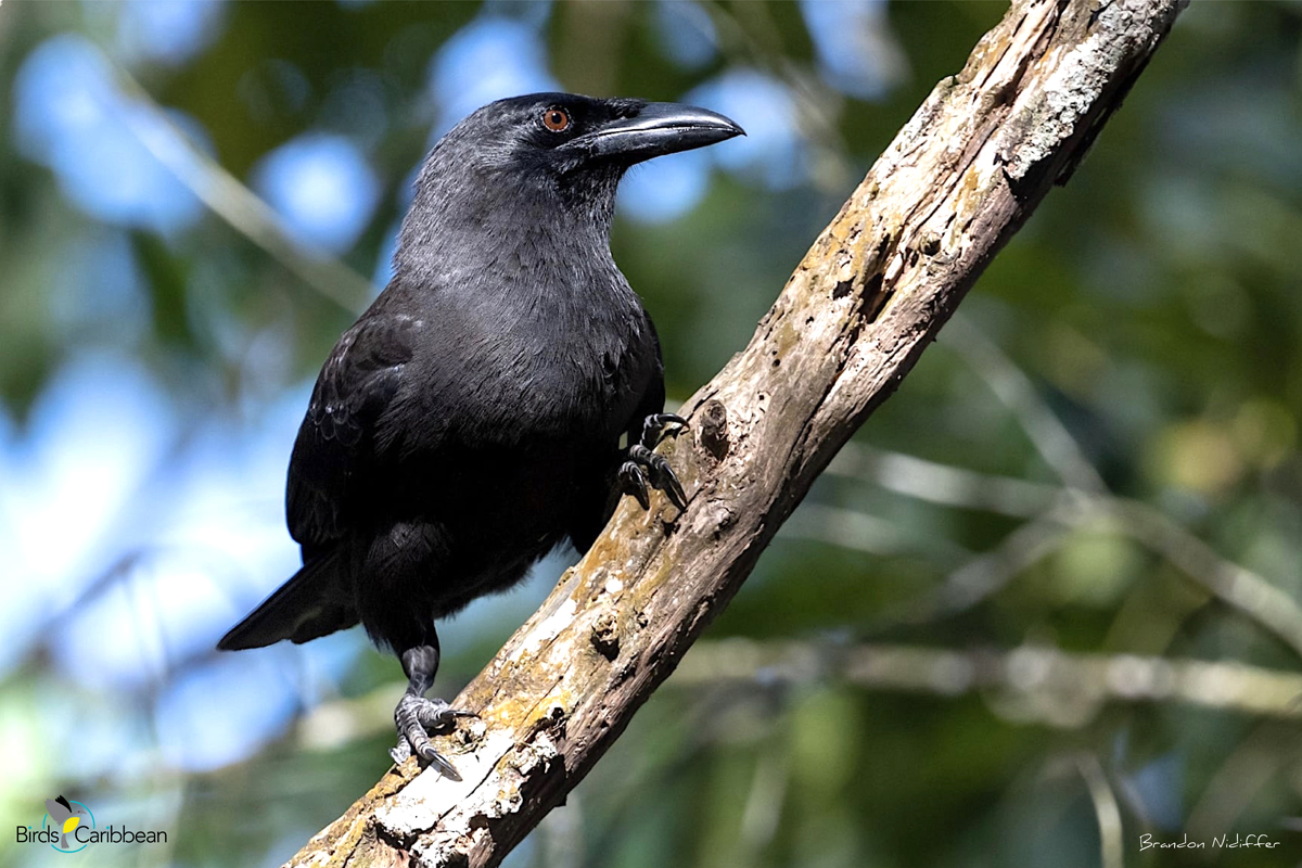 BirdsCaribbean's tweet photo. Endemic Bird of the Day, Day 157! 🦩🦉🦜 The only species of crow on Jamaica–the Jamaican Crow! 🇯🇲
For more feathery facts, free activities🧩 and coloring page visit 👉🏽 https://t.co/mBUBv0zdHs
#CEBF #ProtectInsectsProtectBirds
@DamionWhyte8 @Petchary @Birdlifejamaica https://t.co/NZXXPPlmDD