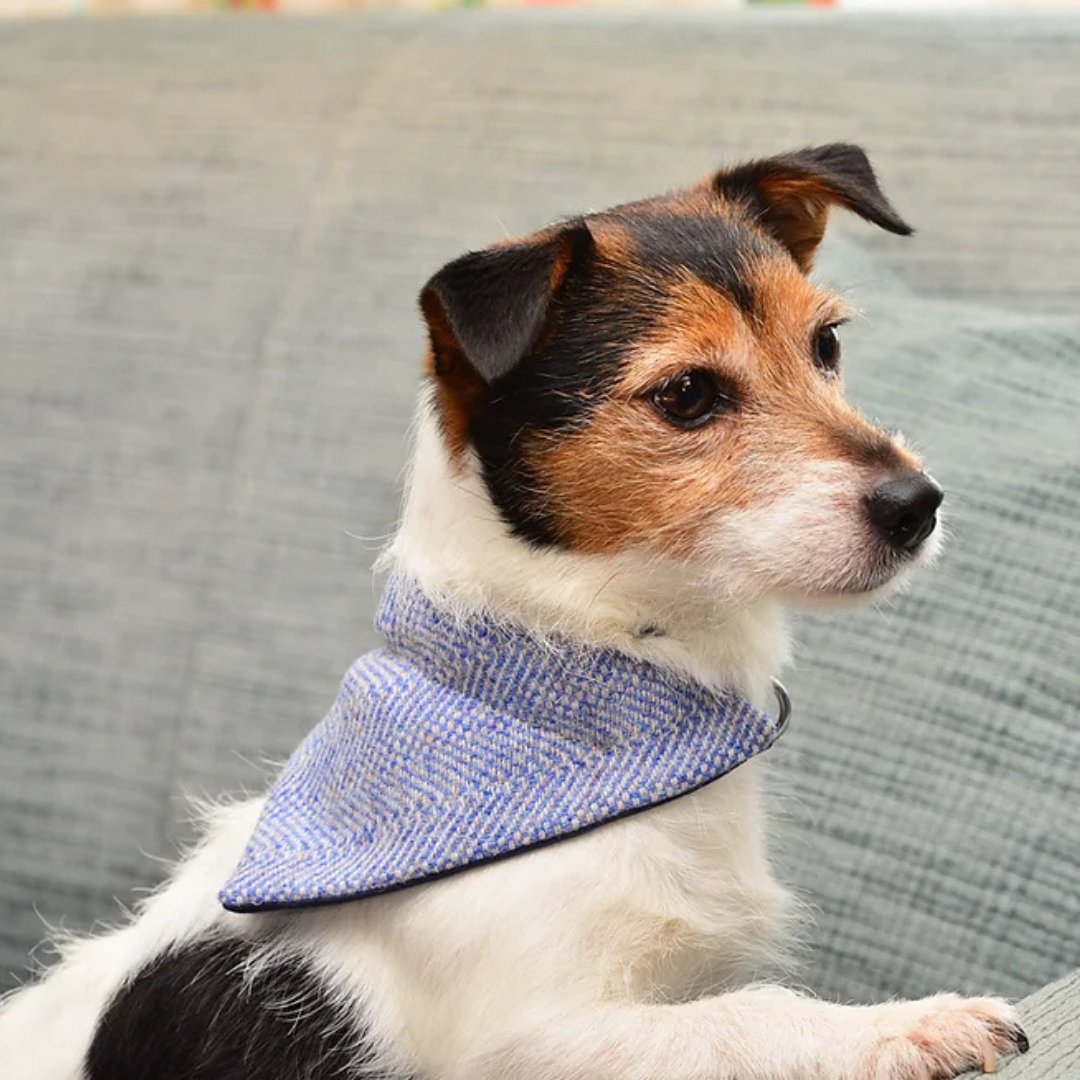 chilcottuk's tweet photo. Charming companions steal the show! 🐾 Our furry friends sure know how to rock Chilcott chic. Thanks for sharing this adorable moment with us!

Check the link in our bio to learn more about our dog collection.

#ChilcottUK #BritishCraftmanship  #DogCravat #ChilcottDogCollection https://t.co/98Svvy6MRN