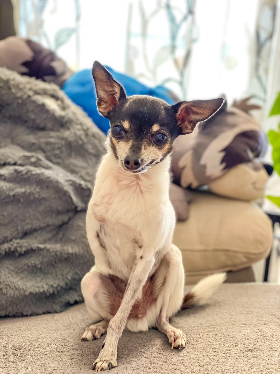 SrTropi's tweet photo. Hoy ha sido un día duro porque he tenido que escapar de la aspiradora, así que luego me echaré una siesta… ¿Qué tal vuestro jueves?

#dogfluencer #chi #chihuahua #pincher https://t.co/Baw5q19k0h