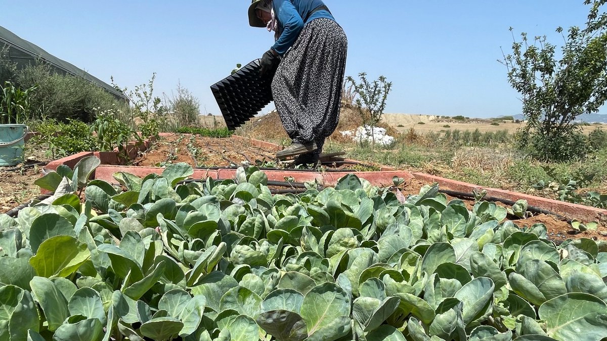 Exciting news from Oliveland! 🫒 
We've sown 380 Brussels Sprouts for a special contract with an Italian restaurant  🧑‍🍳
Fun fact: these sprouts trace their roots back to Ancient Rome and bloomed in popularity in Belgium in the 13th century. We'll nurture them as tenderly as a