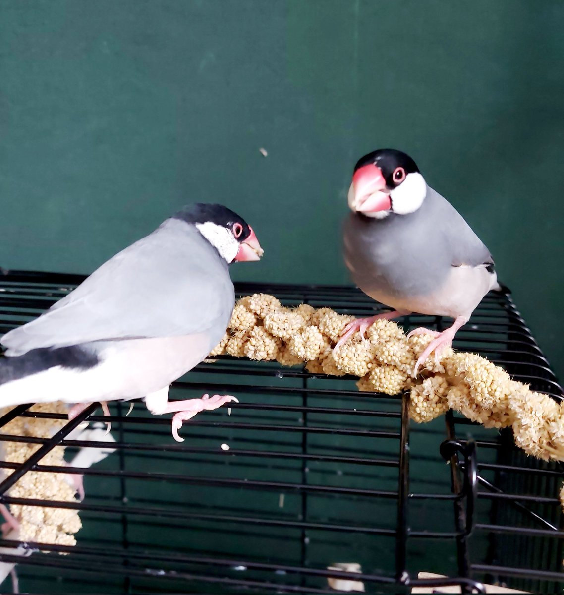 Yuuna_TV's tweet photo. 子ども達は換羽期を終えたのだけど、今はママとパパ。がんばれ💕💗
#文鳥 #文鳥好きさんと繋がりたい
#padda https://t.co/6VSnnY2hOE