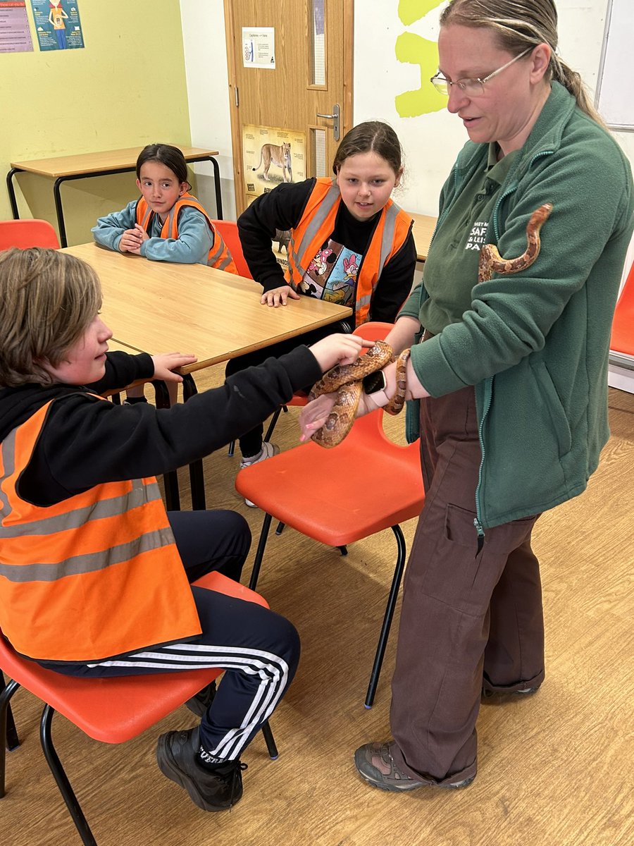 Looking at the animals and stroking them as part of our safari experience! <a href="/paganelschool/">Paganel Primary</a>