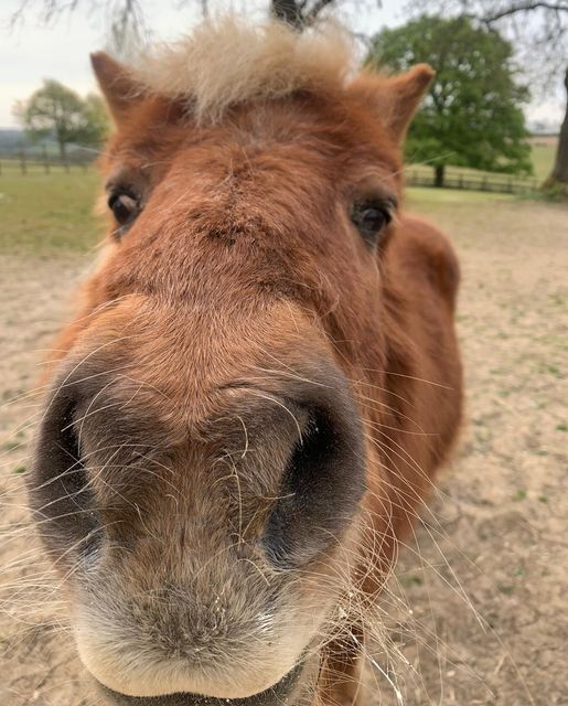 Do you have five minutes to help The British Horse Society? 🙏🙏 It's about vital regular hoof care for our horses, ponies, donkeys and mules 🐴🐴🐎🐎- finding out whether we have enough availability of qualified farriers: forms.office.com/e/QjLDuMJqk3