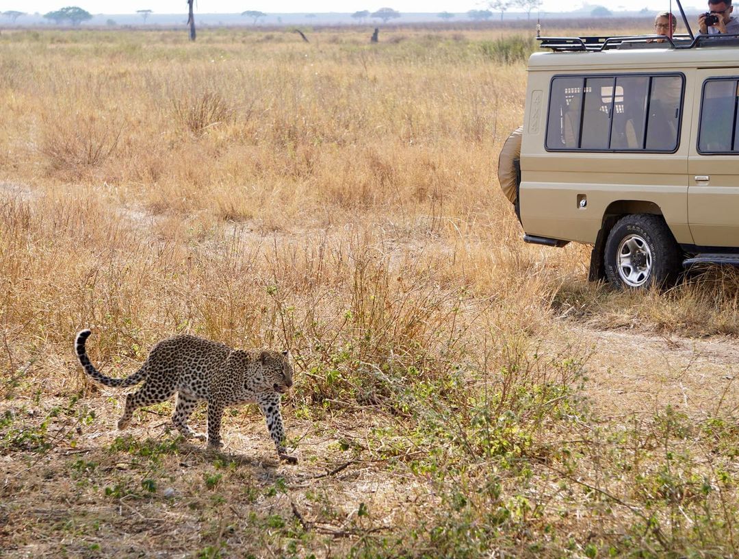 Join us on a life-changing safari and have a chance to experience extraordinary moments like this yourself!
Make plans for a safari with us today.

Contact us: Call/WhatsApp +254 0100 512936 / +254 721 406 525