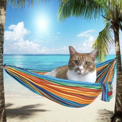 I am ready for Nipclub tonight. See you all there. <a href="/3phibotticelli/">Sassy& Angels Sadie & Phi</a> <a href="/TiggyBean/">TiggyBean</a> <a href="/LilyLuWhoT/">Lily💔Squirt Walter Winston Big Oranje Jodie</a> <a href="/Bea_Bells/">Bea</a> <a href="/SquirtTheCat/">Squirt McSquirtFace</a> <a href="/RealFakeGator/">Gator The Catahoula</a> <a href="/CinniMini2/">Angels Cinni, Oreo, and Hydrox</a>