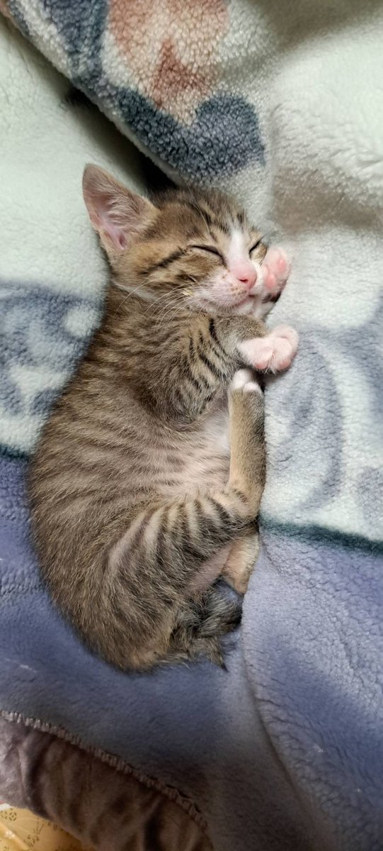 皆様お久しぶりです😊
最近のみかんを載せときます♡
成長しましたよー♪