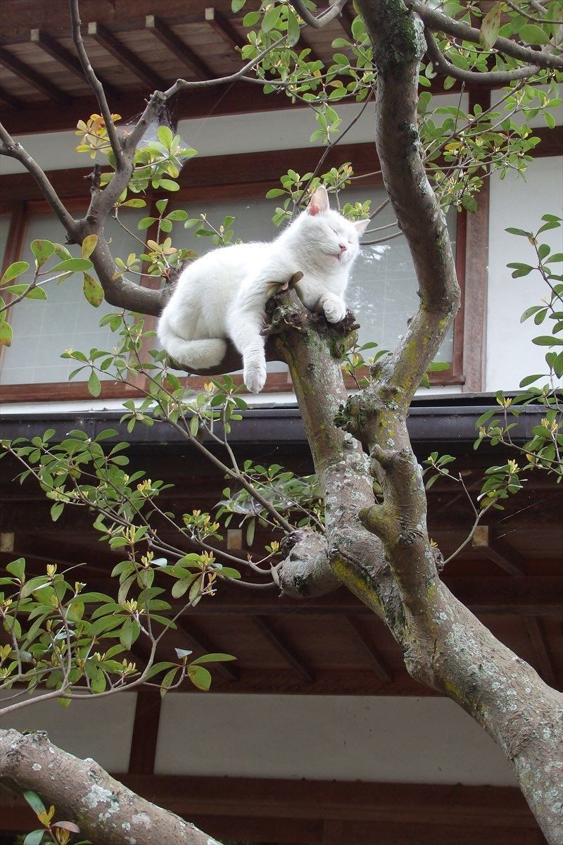 Why you should have a cat tweet media