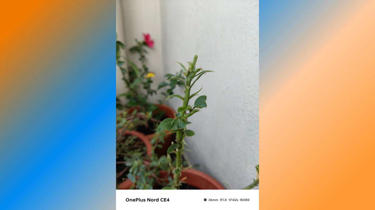 _techibee's tweet image. 🖼️ Display Fixes: Some users faced display issues with photos, but after testing, we found no such problems. Looks like OnePlus has resolved it! 🛠️✅ #DisplayFix #PhotoQuality