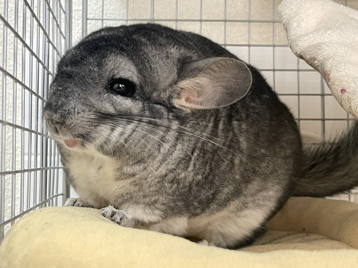chinhana330's tweet photo. イラストにしますよ系の募集リプを見逃しがちな飼い主…😔 https://t.co/Bkm12jrQYX