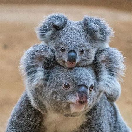 vivaneil1234's tweet photo. 🐨🫶 https://t.co/EMJsvCSMHs