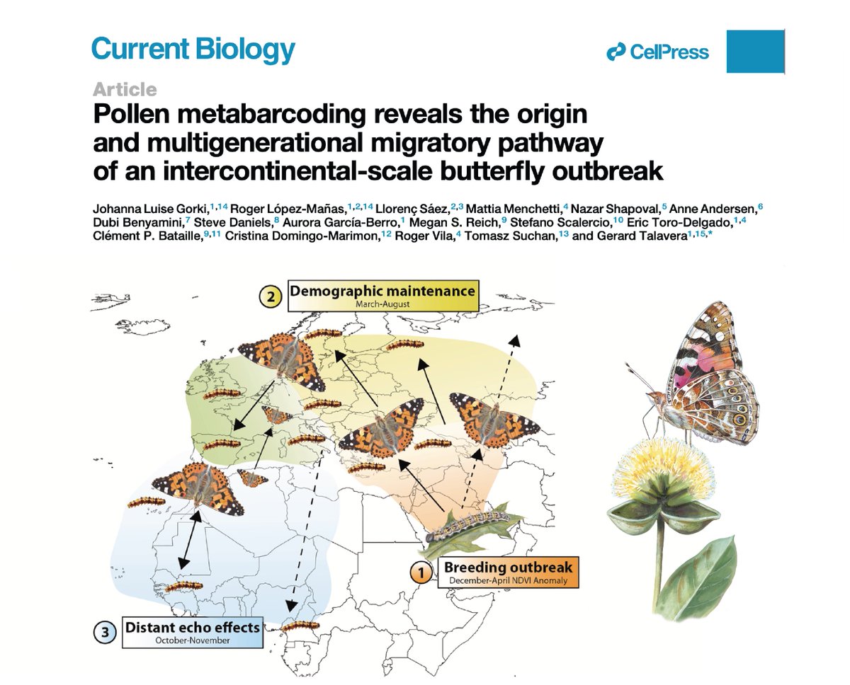 Gerard Talavera (@gerardtalavera) on Twitter photo New paper! Using pollen DNA metabarcoding, citizen science and remote sensing we track origin and movements of the massive 2019 #PaintedLady butterfly outbreak. 🦋🌍
#ButterflyMigration #InsectMigration #vanessacardui #PhyloMigrationLab <a href="/IBB_botanic/">Institut Botànic de Barcelona</a> New paper! Using pollen DNA metabarcoding, citizen science and remote sensing we track origin and movements of the massive 2019 #PaintedLady butterfly outbreak. 🦋🌍
#ButterflyMigration #InsectMigration #vanessacardui #PhyloMigrationLab <a href="/IBB_botanic/">Institut Botànic de Barcelona</a>