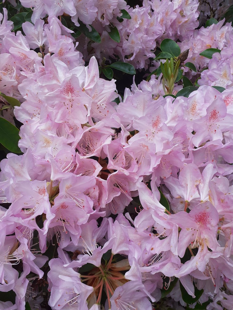 Uni of Leicester Cardiovascular Sciences tweet media