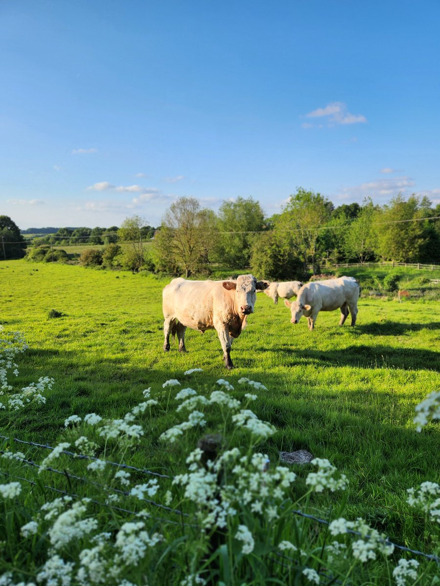 Uni of Leicester Cardiovascular Sciences tweet media