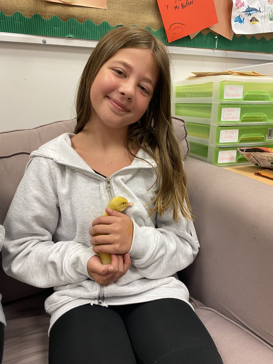 MrsRhodeCV's tweet photo. Meet Simba and Nala, the newest  additions to our Castleview family (for the next 2 weeks)! 🐥 🐥 They have settled in well and love cuddles! 💛💜 @Castleview_PS https://t.co/LSNDVWjwFD