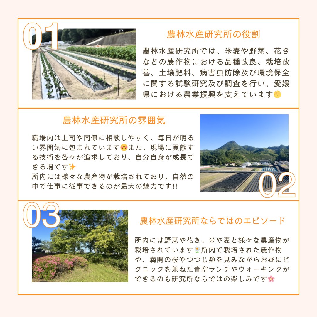 ehime_saiyou's tweet photo. 職場インタビュー第6回です✿
松山市に、農業に特化した研究施設があるってご存じでしたか?
(林業や果樹については別のセンターが🌲🍊)
愛媛の農業における新技術を担う大事な施設「農林水産研究所」!!✨
あの県産品の調査の様子もご紹介…♡
#RelayInterview https://t.co/B6YdgGWnic