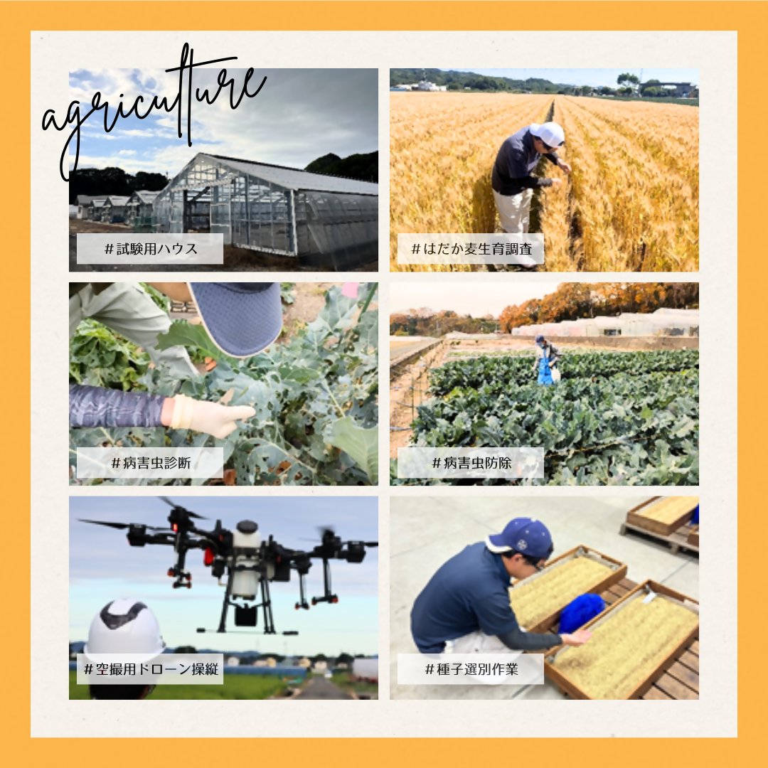 ehime_saiyou's tweet photo. 職場インタビュー第6回です✿
松山市に、農業に特化した研究施設があるってご存じでしたか?
(林業や果樹については別のセンターが🌲🍊)
愛媛の農業における新技術を担う大事な施設「農林水産研究所」!!✨
あの県産品の調査の様子もご紹介…♡
#RelayInterview https://t.co/B6YdgGWnic