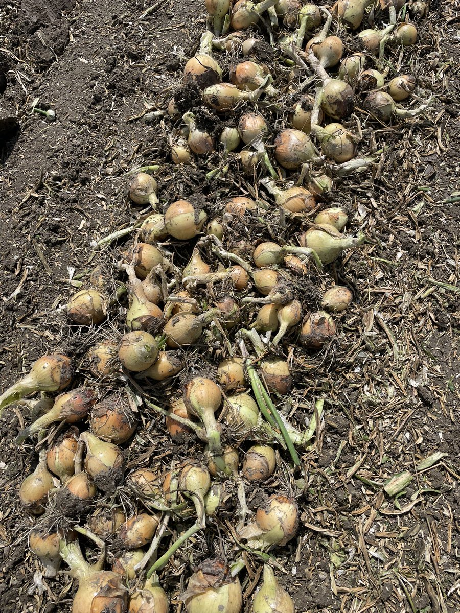 Lennart Moerdijk tweet media