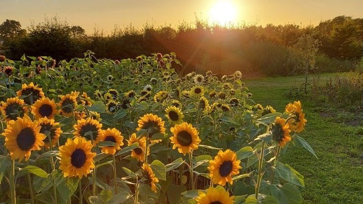 —꒰🌻꒱ 30 #robux giveaway ౨ৎ

╰─▸ Rules: ꒰🌿꒱ 
• Mbf <a href="/miustarzz/">🍺</a> + <a href="/larsspace/">lars</a> !
• like + repost + 💬 

— Extra: reply w "miu chill kay lobes you"