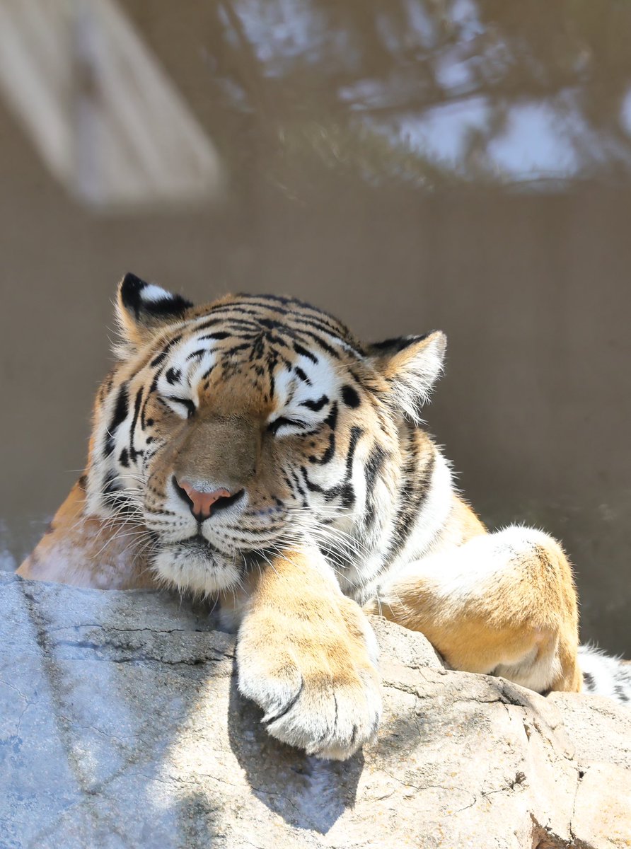 6e6d5b6ee51942b's tweet photo. レーニャちゃんショウヘイくんと仲良く出来ますように🙏
#王子動物園 https://t.co/zHsYgj9ZVv