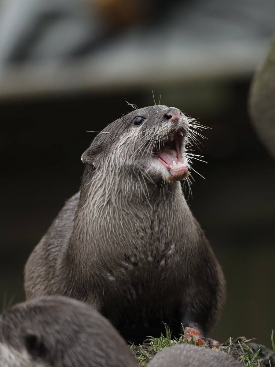EdinburghZoo's tweet photo. No sunshine? No problem ☔️

If it rains continuously for more than two hours while you're at the zoo this summer, we'll give you a FREE return visit on a day of your choice this year! 

T&amp;Cs apply. Find out more 👉 https://t.co/9RmeGNTVIe https://t.co/nDVyyVzv6t