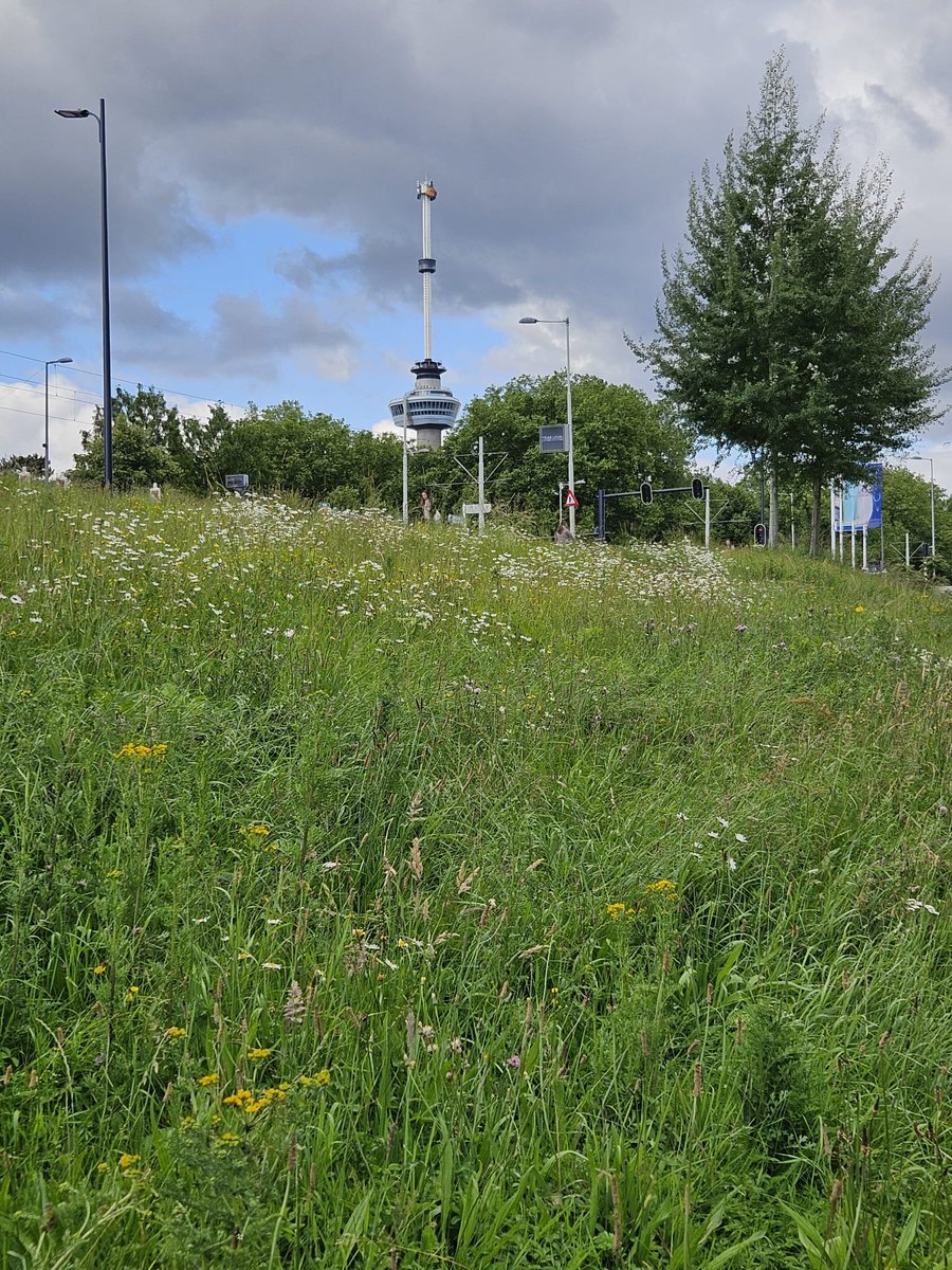 Heel goed, #Rotterdam - niet zaaien maar maaien!

Deze Westzeedijk is in de afgelopen 2 jaar een hele mooie bloeiende dijk geworden, puur door het maaibeheer aan te passen. Complimenten.