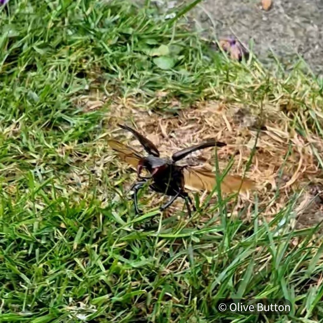 Stag beetle season is well and truly underway! We've seen many records being submitted, along with some fab photos📸

With #InsectWeek24 starting on the 24th June, remember to submit your records for all insects great and small 🪲🐜

Insect Week info 👉 buff.ly/4ciqSnp🐞
