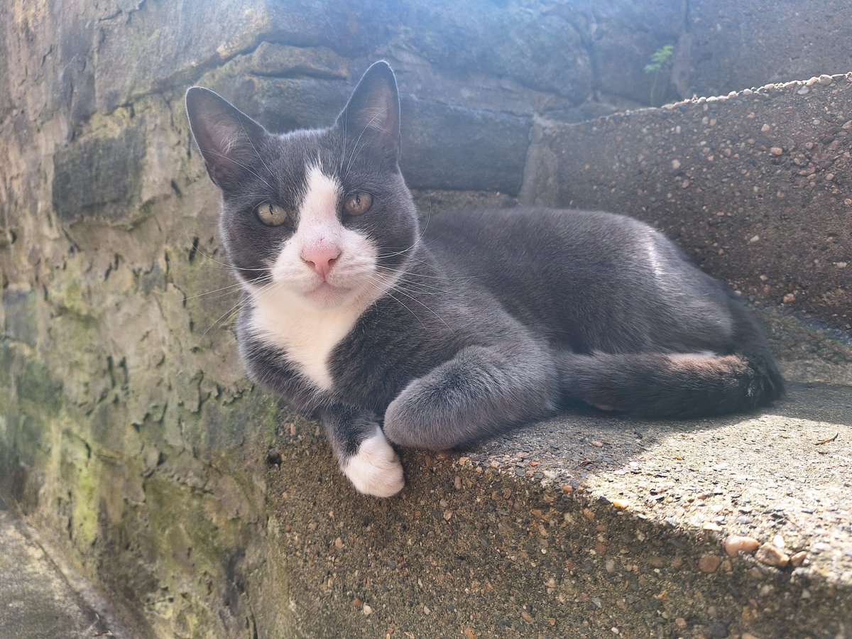 AngusCatSpeaks's tweet photo. Hello everybody,  I'm just putting the finishing touches to my Catifesto.
#VoteAngus https://t.co/LBXy6hdykY