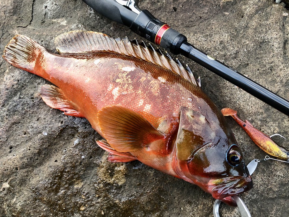 ロックフィッシュ開拓
朝マズメに根魚玉スピン＋バルト3.5インチでアカハタ
その後、タマンと思しき魚に切られまくって敗北帰宅
こんなにつよつよ魚が湧いとるとか聞いてない🥺
タックル入れ替えてまた来よう
#アカハタ
#根魚玉スピン
#バルト