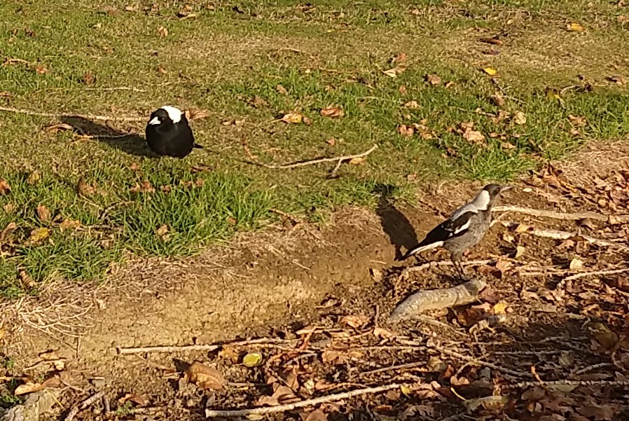 gearsgeary's tweet image. Chillin' with #magpie mates in Kowhai Park in #friendlyfeilding - an adult &amp;amp; juvenile ? Treated to sweet Quardleoodleardlewardledoodles . Off to Welly early tomorrow on train from Palmy. Touring parliament at 3pm. Hope to see some Capital folks along the way &amp;amp; 'Canes big game🙏