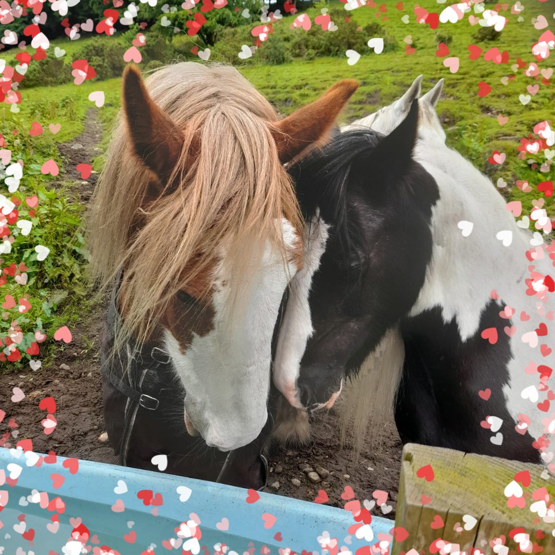 Love is in the air 🧡❤️  Romeo and Juliet ❤️🧡 Outdoor Theatre Friday 12 July 7.30pm - gates open 5.30pm The amazing Illyria performing.  Not to be missed.
Fundraiser for the charity.

Tickets 👇

ticketsource.co.uk/illyria/t-gaed…