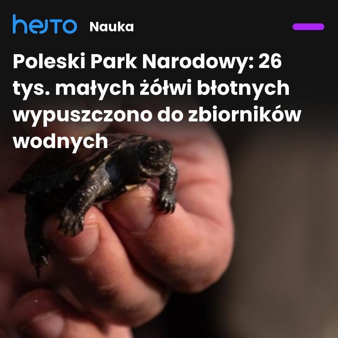 Hejtopl's tweet photo. Ok. 26 tys. małych żółwi błotnych zostało wypuszczonych do zbiorników wodnych w ciągu 25 lat działania Ośrodka Ochrony Żółwia Błotnego w Poleskim Parku Narodowym. Obecnie trwa okres lęgowy, a pierwsze młode wyklują się na początku września. #zwierzeta https://t.co/YcmumI7Hg6