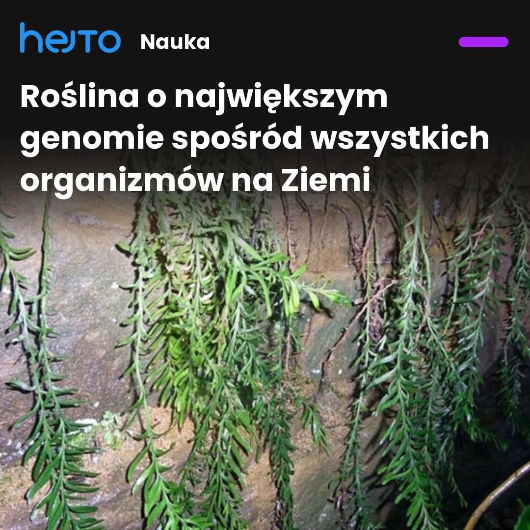 Hejtopl's tweet photo. Ludzki genom składa się z około trzech miliardów par zasad. Ale to nic w porównaniu z Tmesipteris oblanceolate. Ta paproć rosnąca na wyspach Nowej Kaledonii zawiera w swoim genomie aż 160 miliardów par zasad, co czyni ją rekordzistką pod względem wielkości genomu. #ciekawostki https://t.co/GjH5iKhqAM