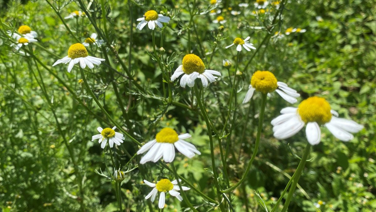 shakervillageky's tweet photo. Tip Time! Weeding isn't a very fun chore, but our Garden Manager Brandi Monnett is making it a little easier with some advice for National Weed Your Garden Day: https://t.co/XzZZKbvaPO

#ShakerVillageKY #NationalWeedYourGardenDay #weeding #weedingtips #gardening #gardeningtips https://t.co/ZrCWz9Roeu