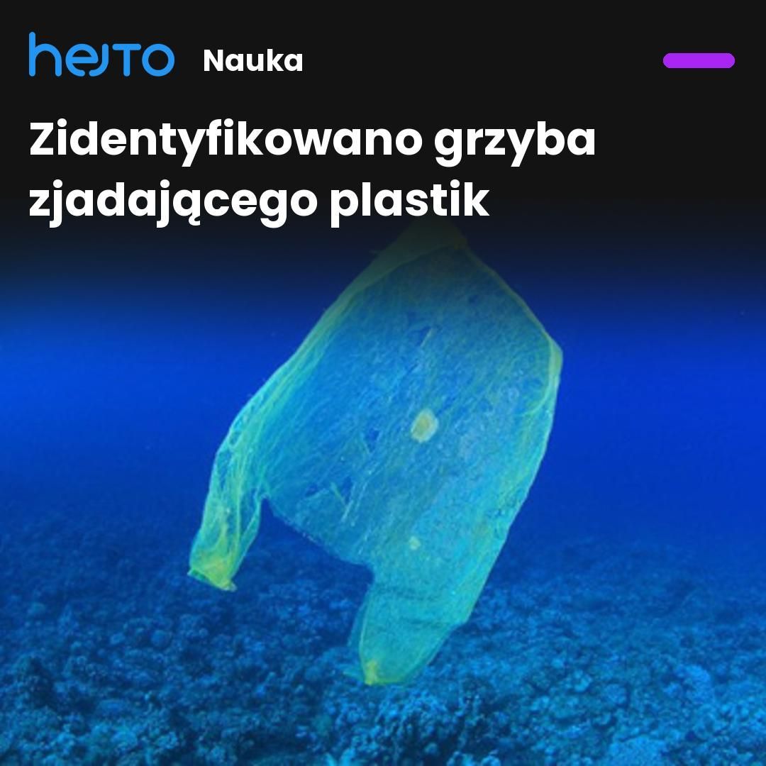 Hejtopl's tweet photo. Holenderscy naukowcy zidentyfikowali wodnego grzyba, który potrafi rozkładać odpady z tworzyw sztucznych. Znaleźli go na plastikowych kawałkach tworzących Wielką Pacyficzną Plamę Śmieci #ciekawostki https://t.co/oMCSeYJMb9