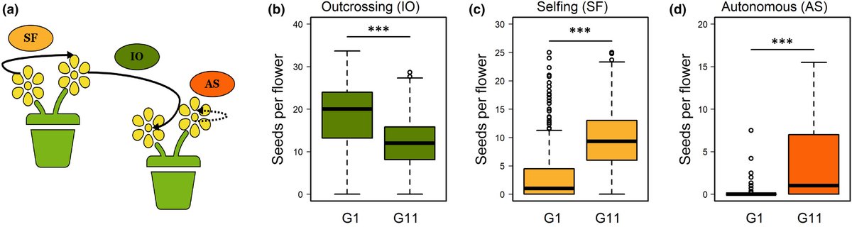 New Phytologist (@newphyt) on Twitter photo Genes involved in pollinator-driven selfing syndrome evolution
Kofler et al. <a href="/xvKofler/">Xeniya Kofler</a> <a href="/SchiestlFlorian/">Florian Schiestl</a> @Lea_Frachon <a href="/uzh_evolution/">URPP Evolution in Action</a> <a href="/UZH_en/">University of Zurich</a>
📖 ow.ly/scbX50SeeV2 Genes involved in pollinator-driven selfing syndrome evolution
Kofler et al. <a href="/xvKofler/">Xeniya Kofler</a> <a href="/SchiestlFlorian/">Florian Schiestl</a> @Lea_Frachon <a href="/uzh_evolution/">URPP Evolution in Action</a> <a href="/UZH_en/">University of Zurich</a>
📖 ow.ly/scbX50SeeV2